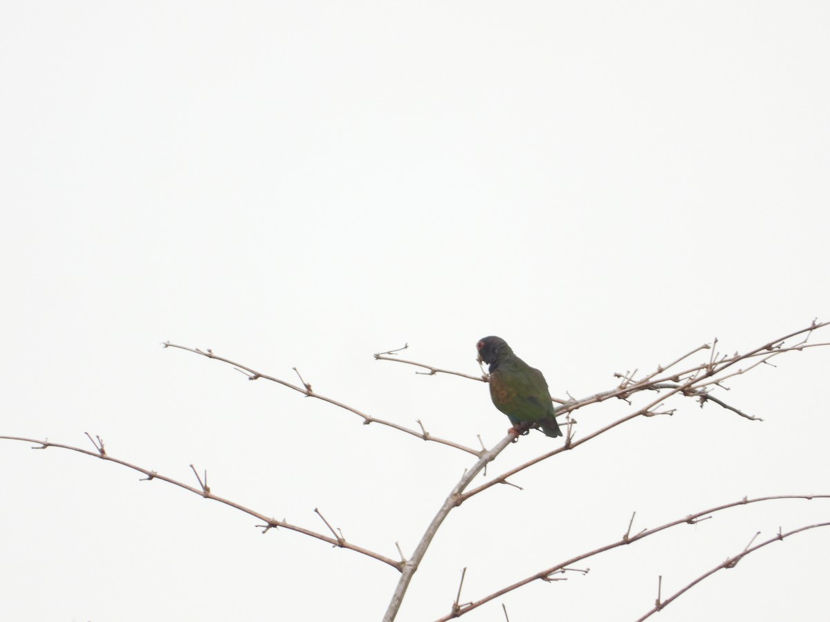 White-crowned Parrot - ML619295652