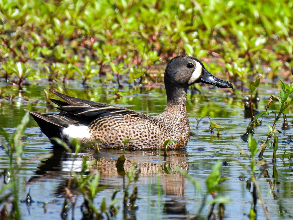 Blue-winged Teal - ML619295656