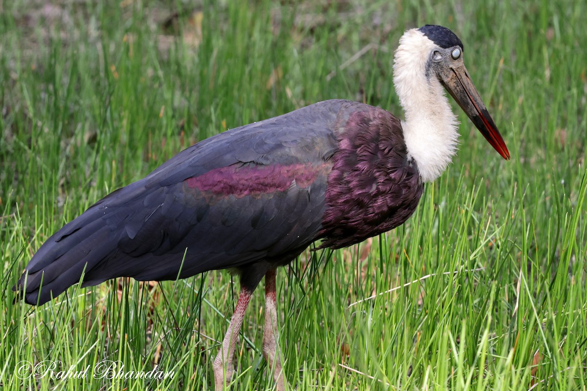 Asian Woolly-necked Stork - ML619295671