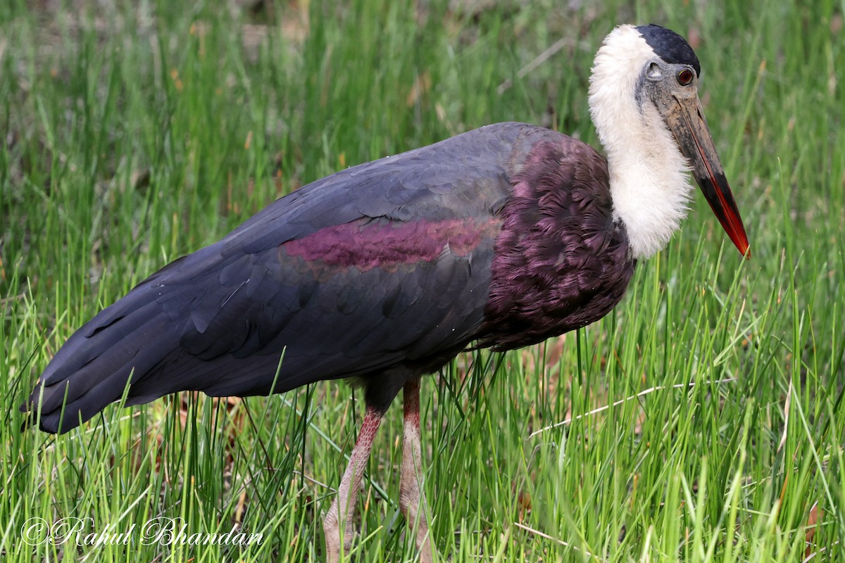 Asian Woolly-necked Stork - ML619295672