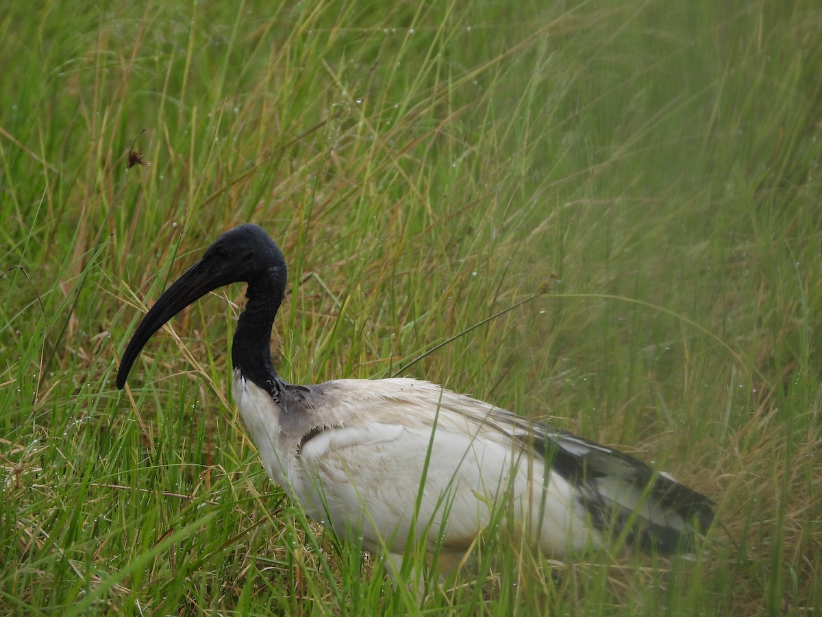 ibis posvátný - ML619295694