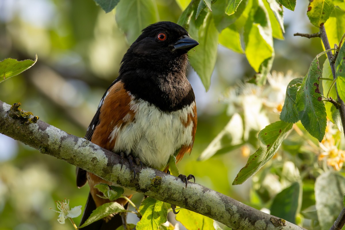 Spotted Towhee - ML619295800