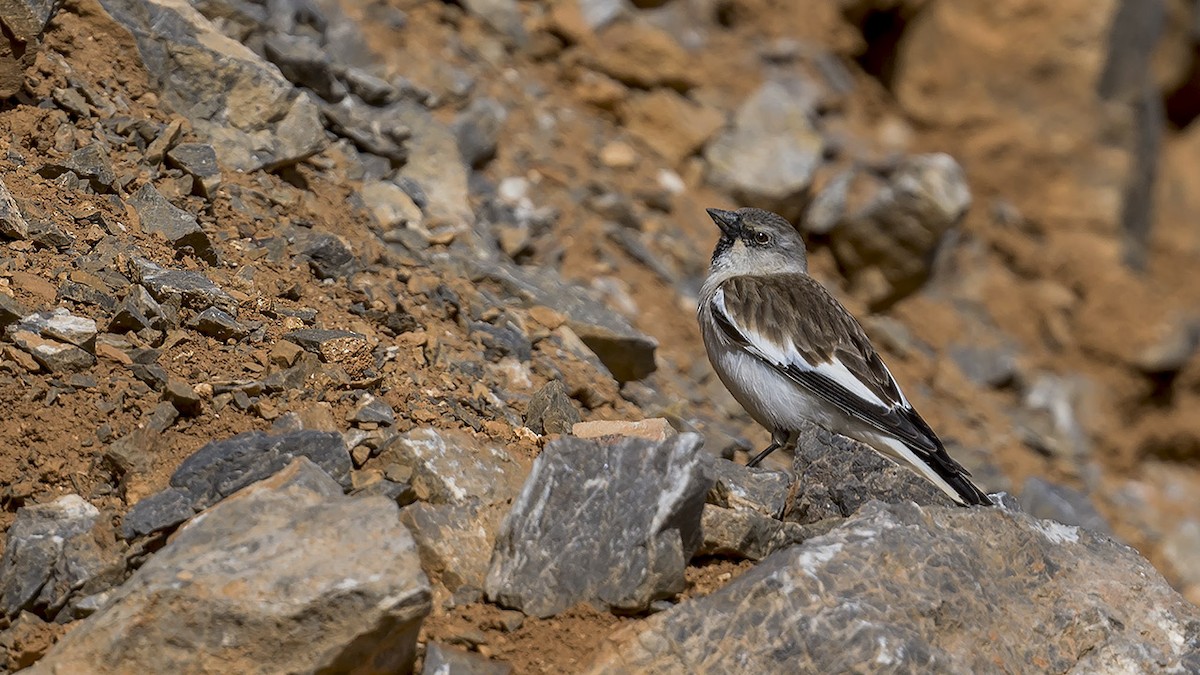 White-winged Snowfinch - ML619295869