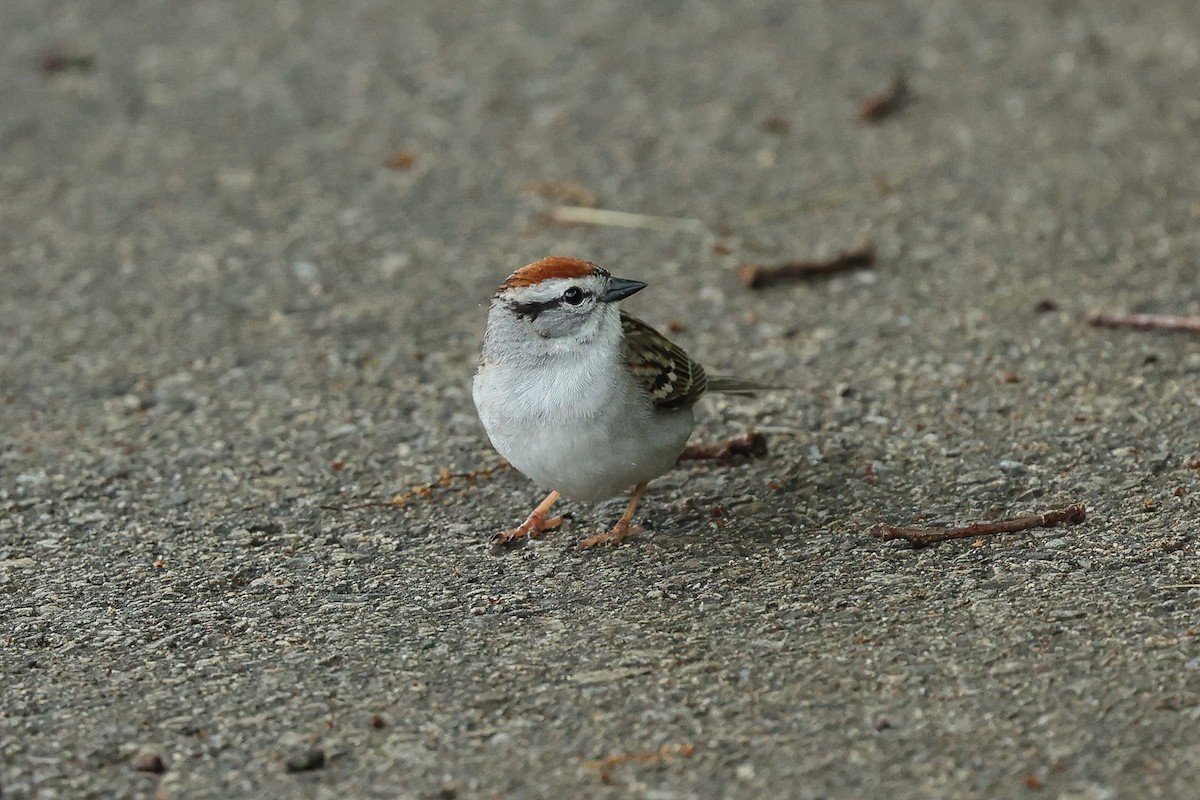 Chipping Sparrow - ML619295884