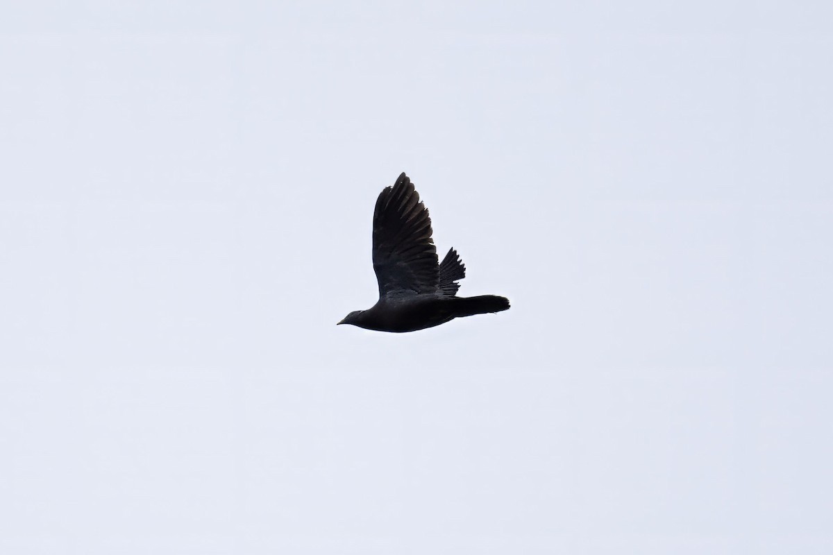 Pigeon à queue barrée (groupe albilinea) - ML619295890
