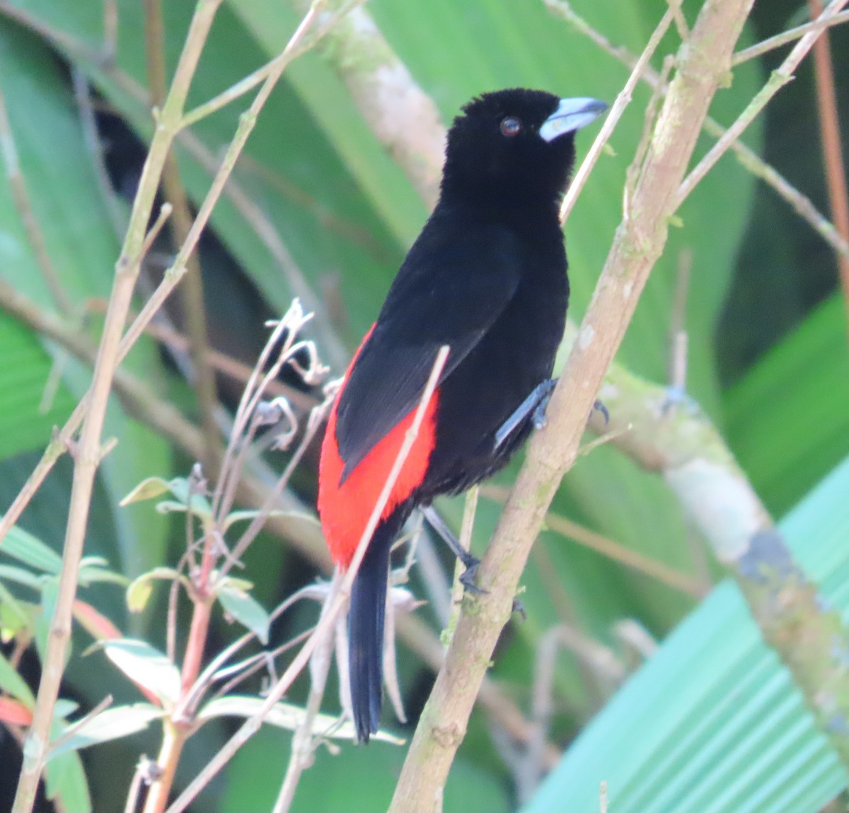 Scarlet-rumped Tanager - ML619295893