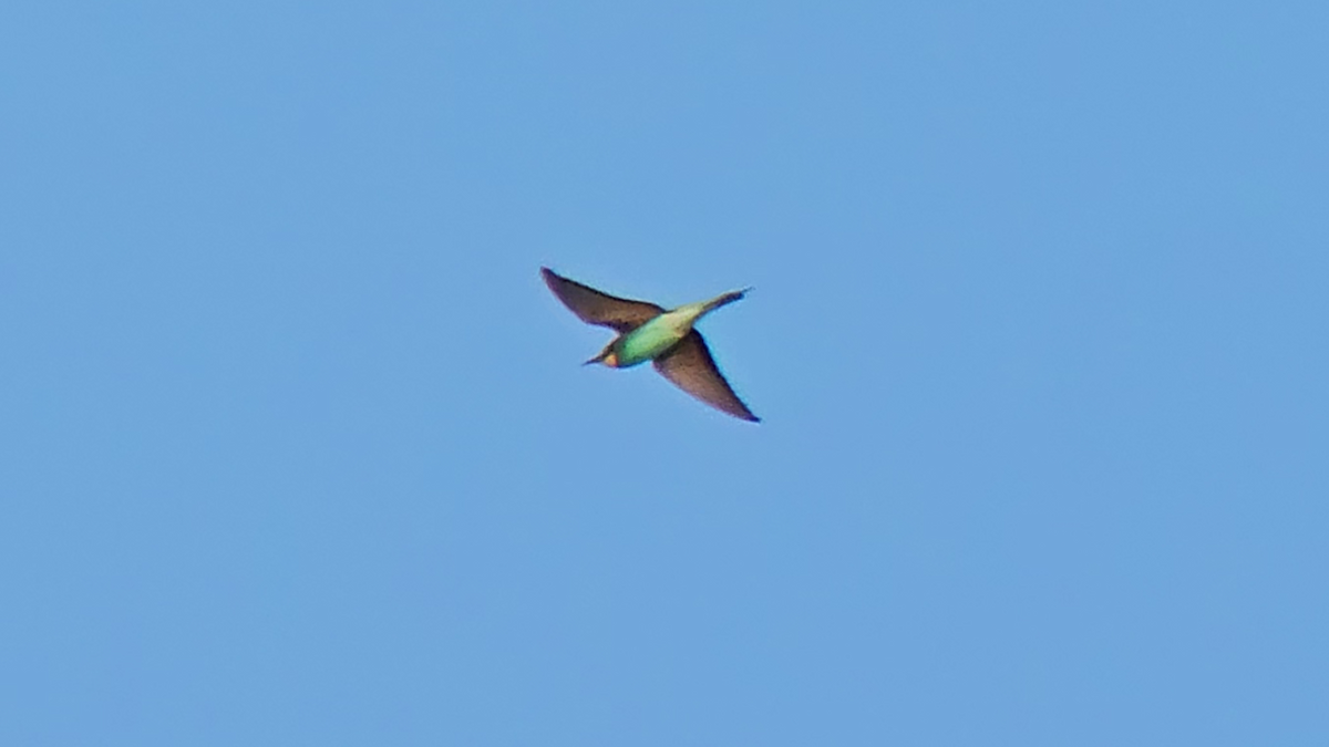European Bee-eater - ML619295904
