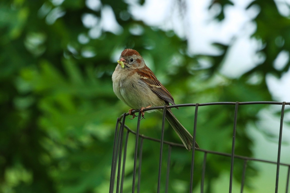 Field Sparrow - ML619295923