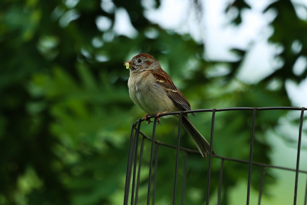 Field Sparrow - ML619295924