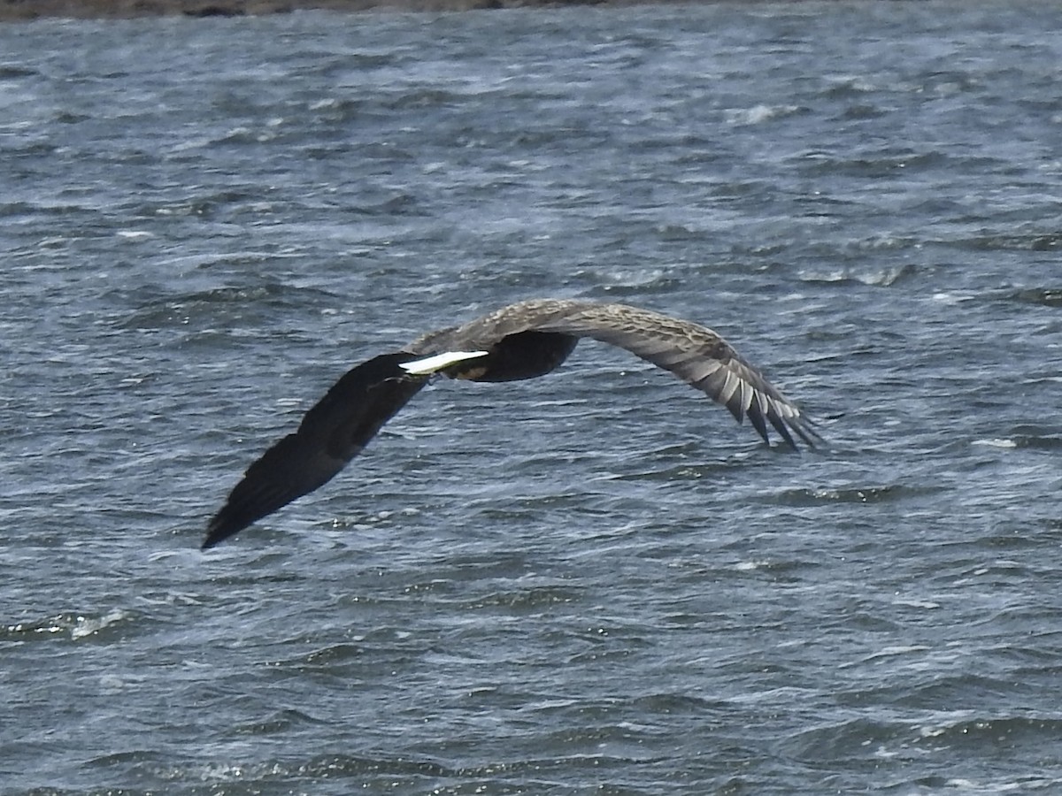 White-tailed Eagle - ML619295984