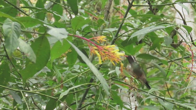 kolibřík bělouchý - ML619296008