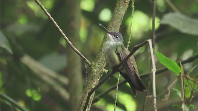 kolibřík azurovotemenný - ML619296015