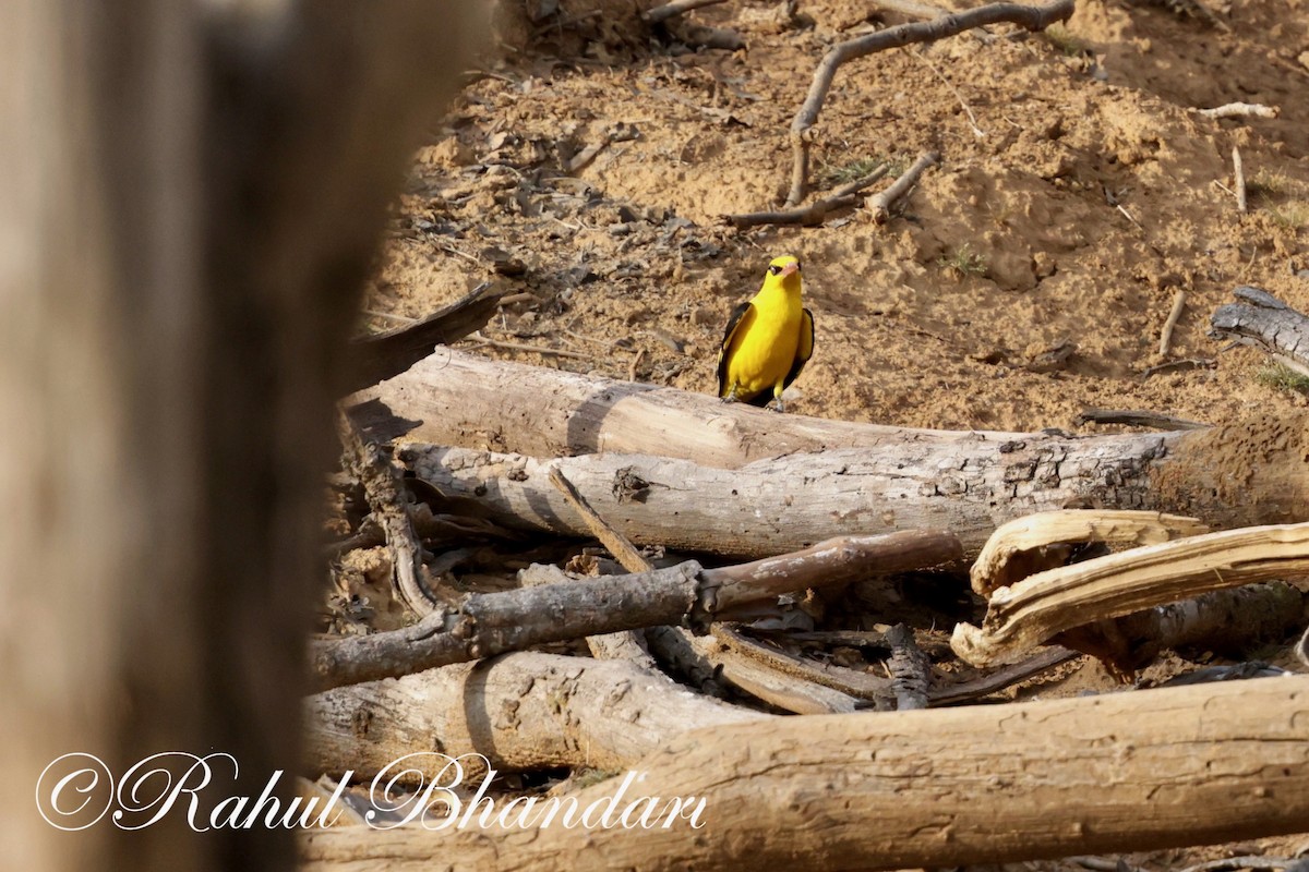 Indian Golden Oriole - ML619296035