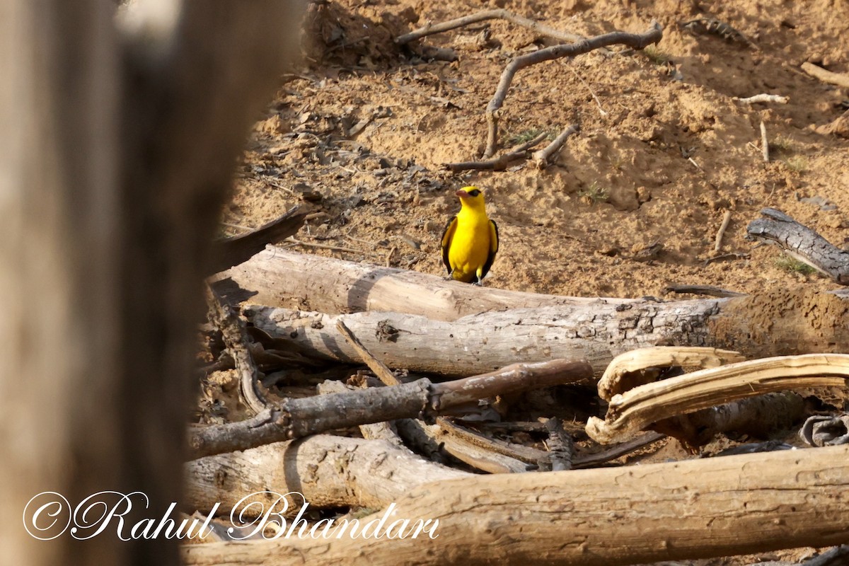 Indian Golden Oriole - ML619296036