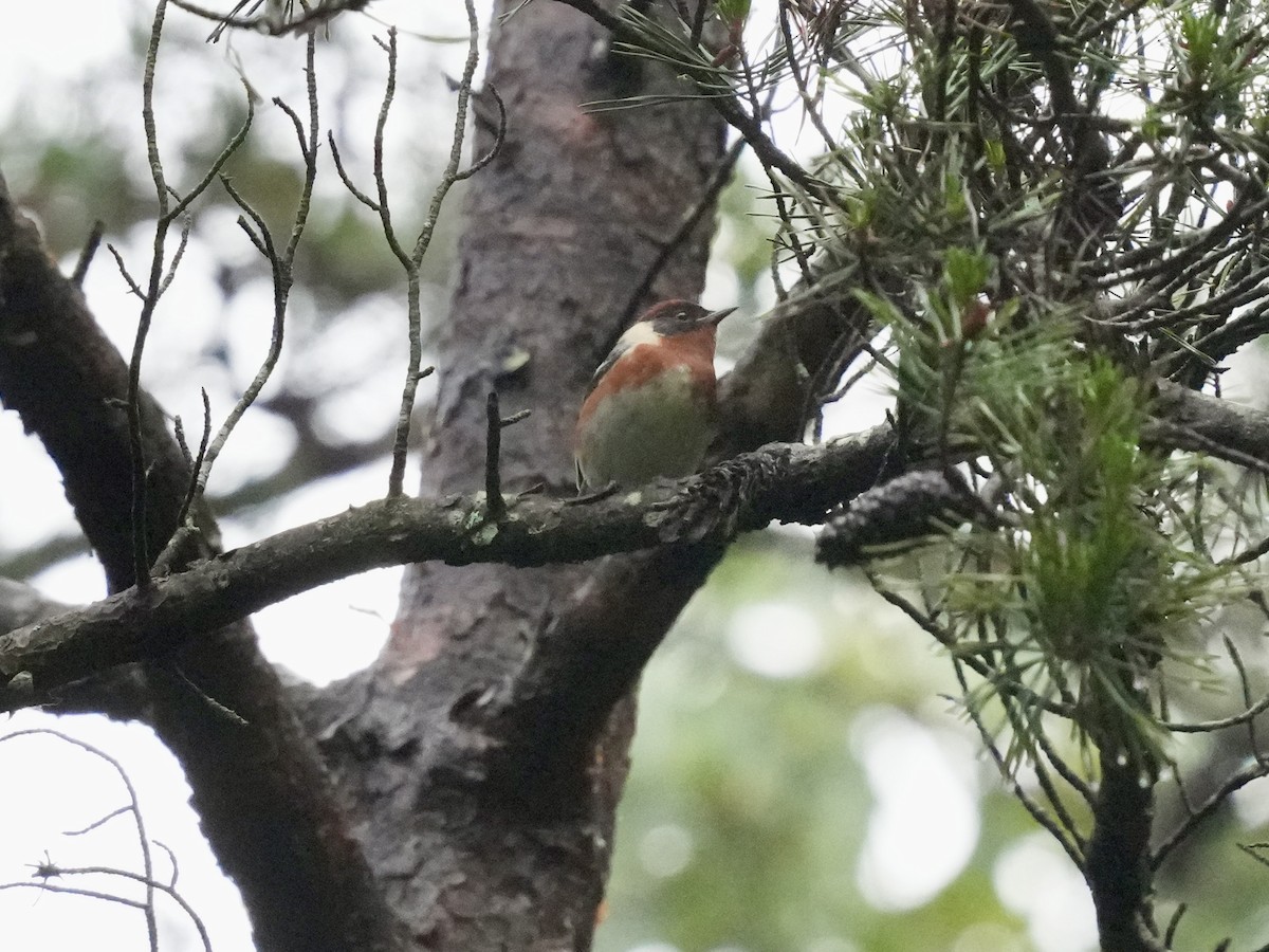 Bay-breasted Warbler - ML619296039