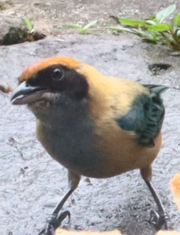 Burnished-buff Tanager - ML619296112