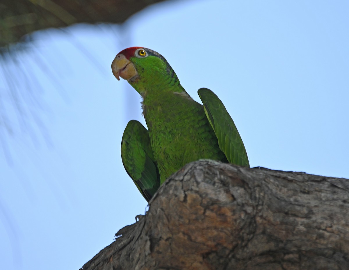 Red-crowned Parrot - ML619296121