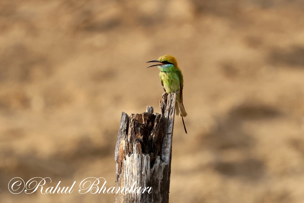 Asian Green Bee-eater - ML619296132