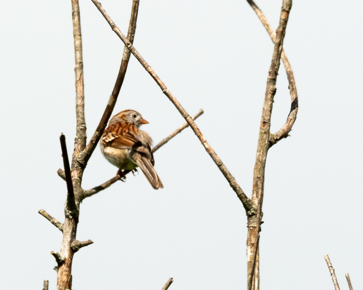 Field Sparrow - ML619296213