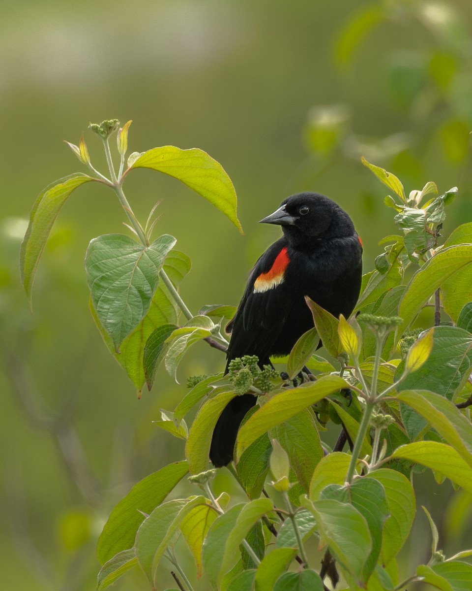 Red-winged Blackbird - ML619296222