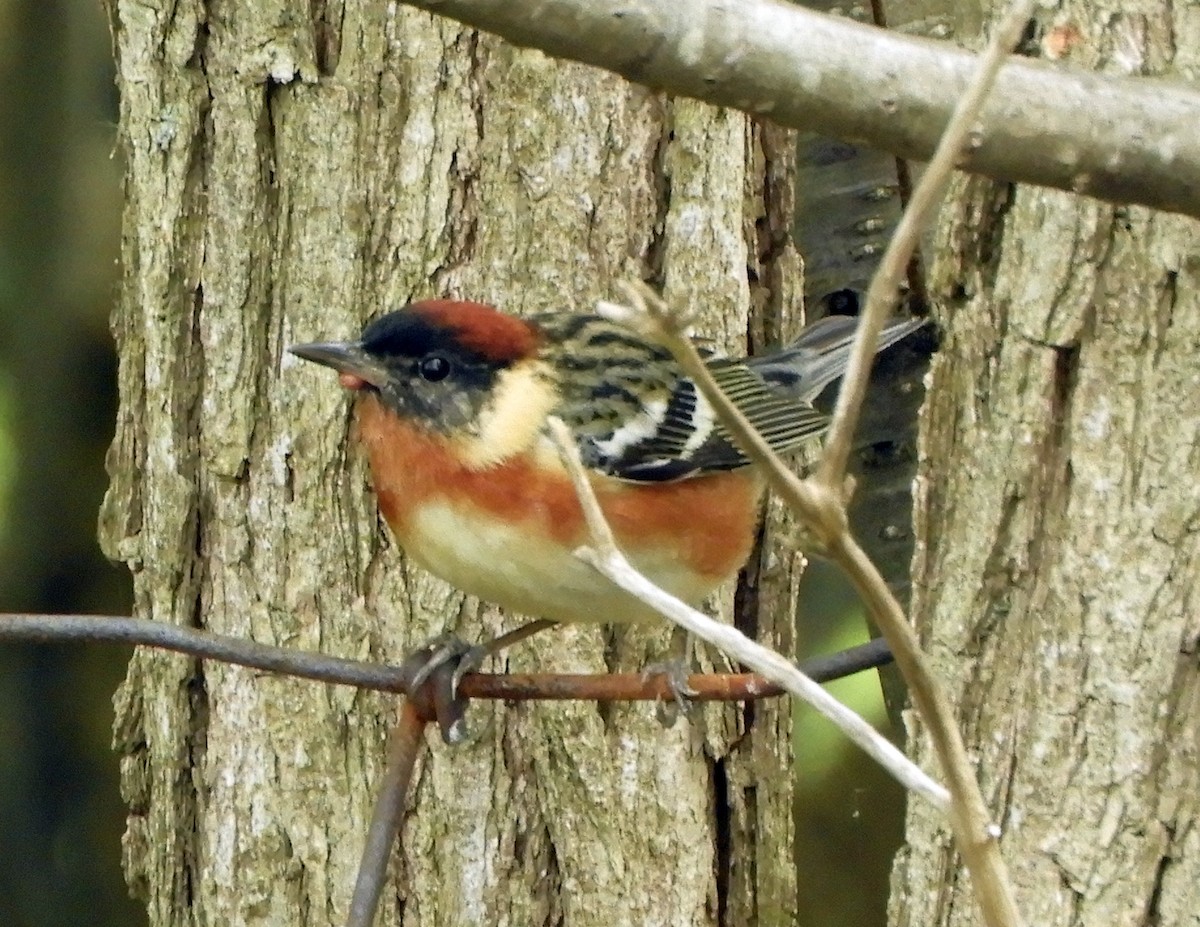 Bay-breasted Warbler - ML619296317