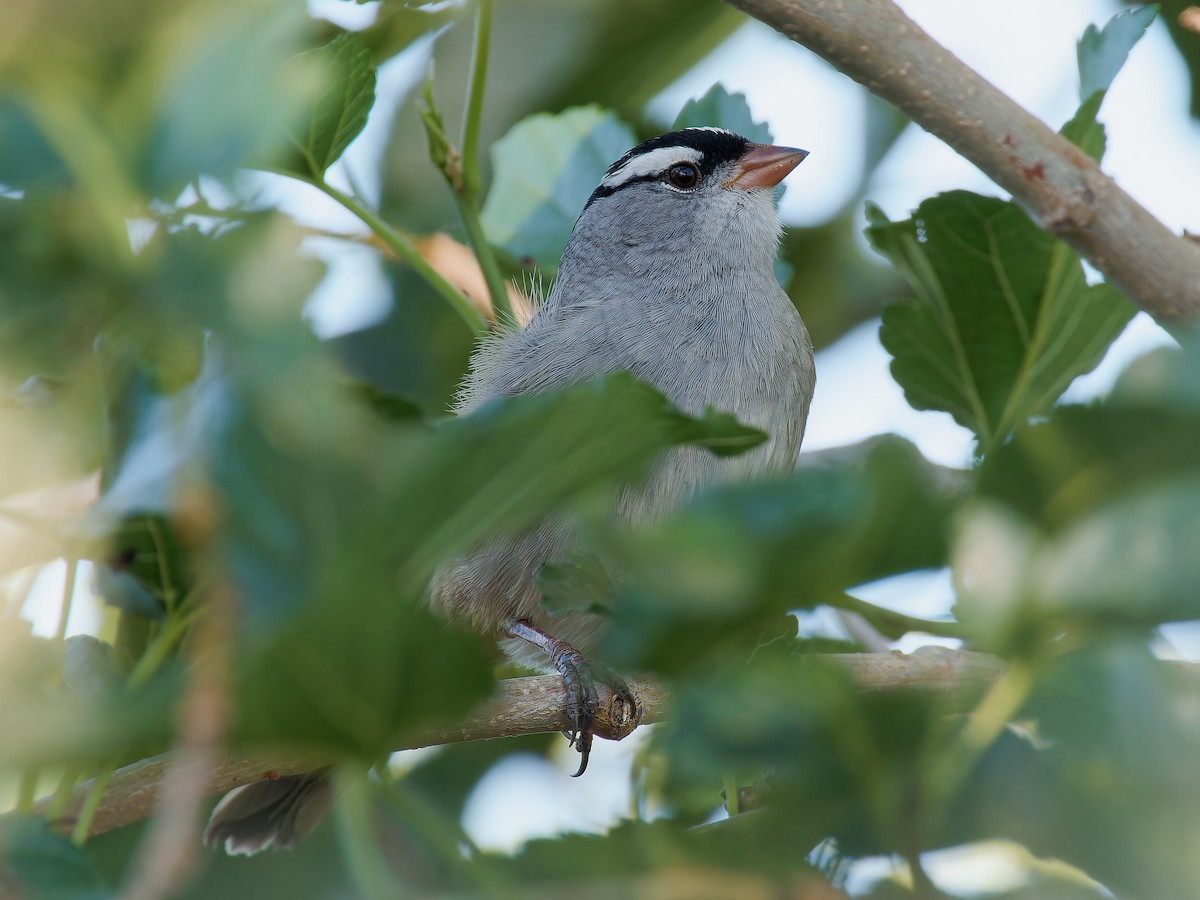 White-crowned Sparrow (oriantha) - ML619296321