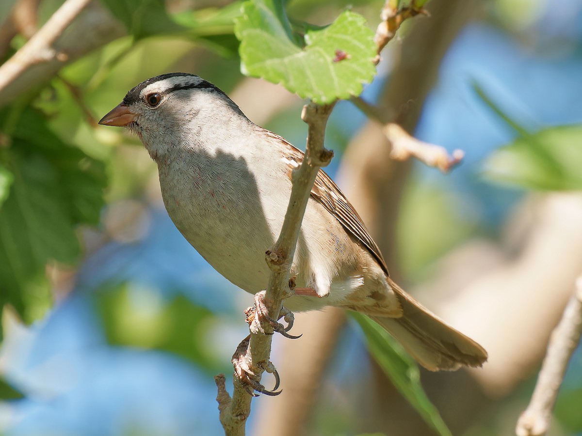 White-crowned Sparrow (oriantha) - ML619296322