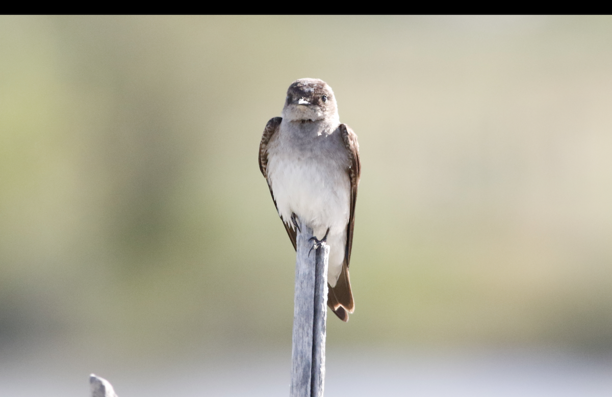 Northern Rough-winged Swallow - ML619296408