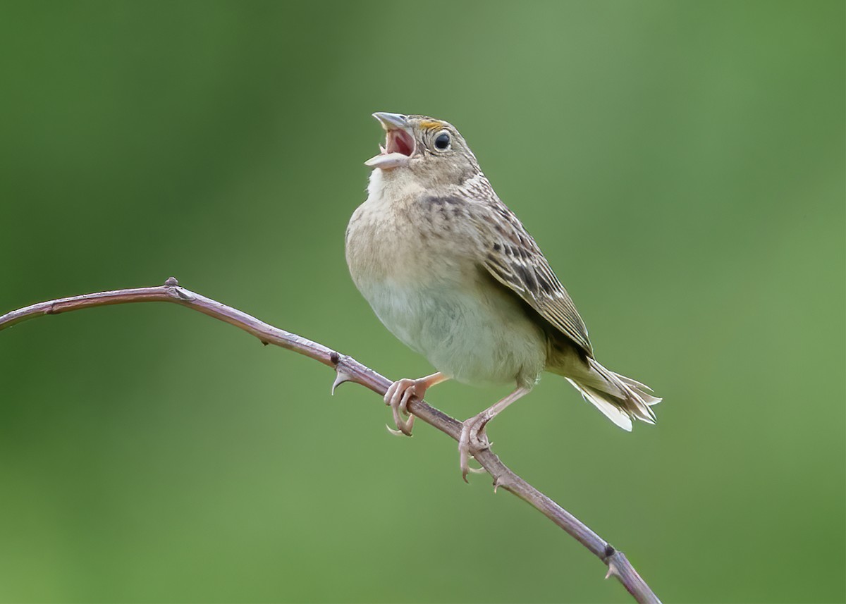 Grasshopper Sparrow - ML619296421