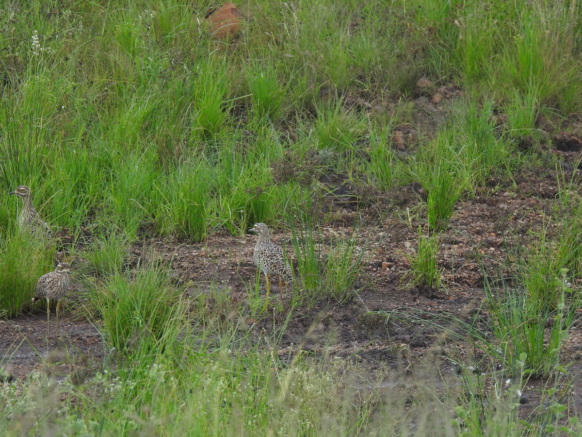 Spotted Thick-knee - ML619296433