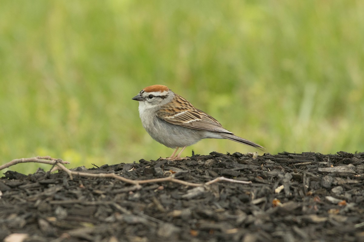 Chipping Sparrow - ML619296438
