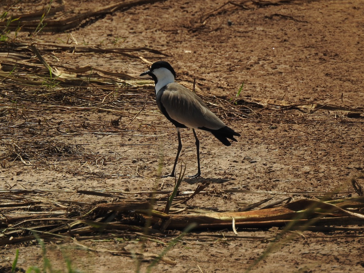 Spur-winged Lapwing - ML619296443