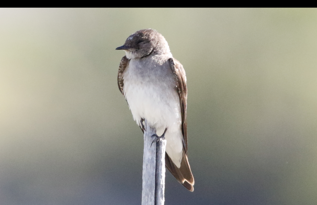 Northern Rough-winged Swallow - ML619296495
