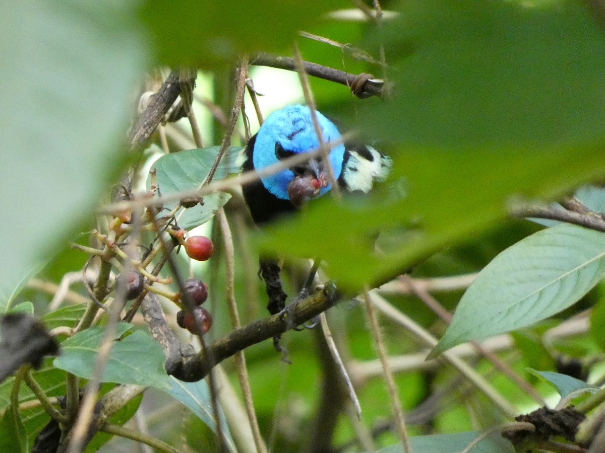 Blue-necked Tanager - ML619296509