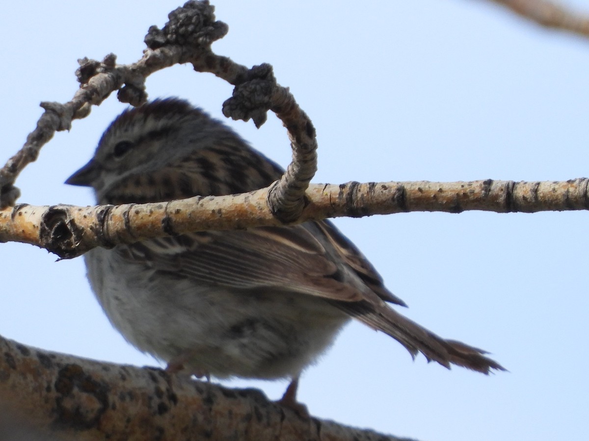 Chipping Sparrow - ML619296510