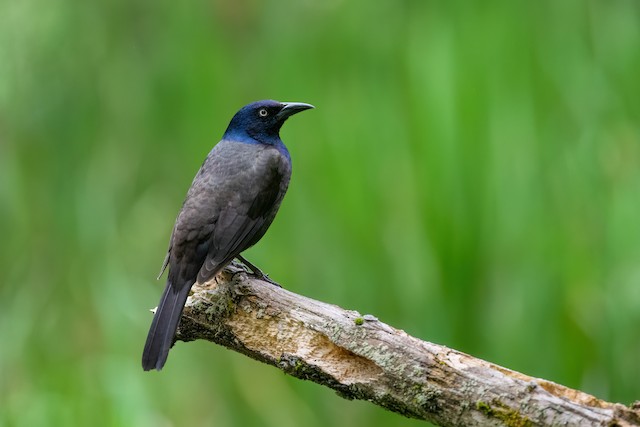 Common Grackle