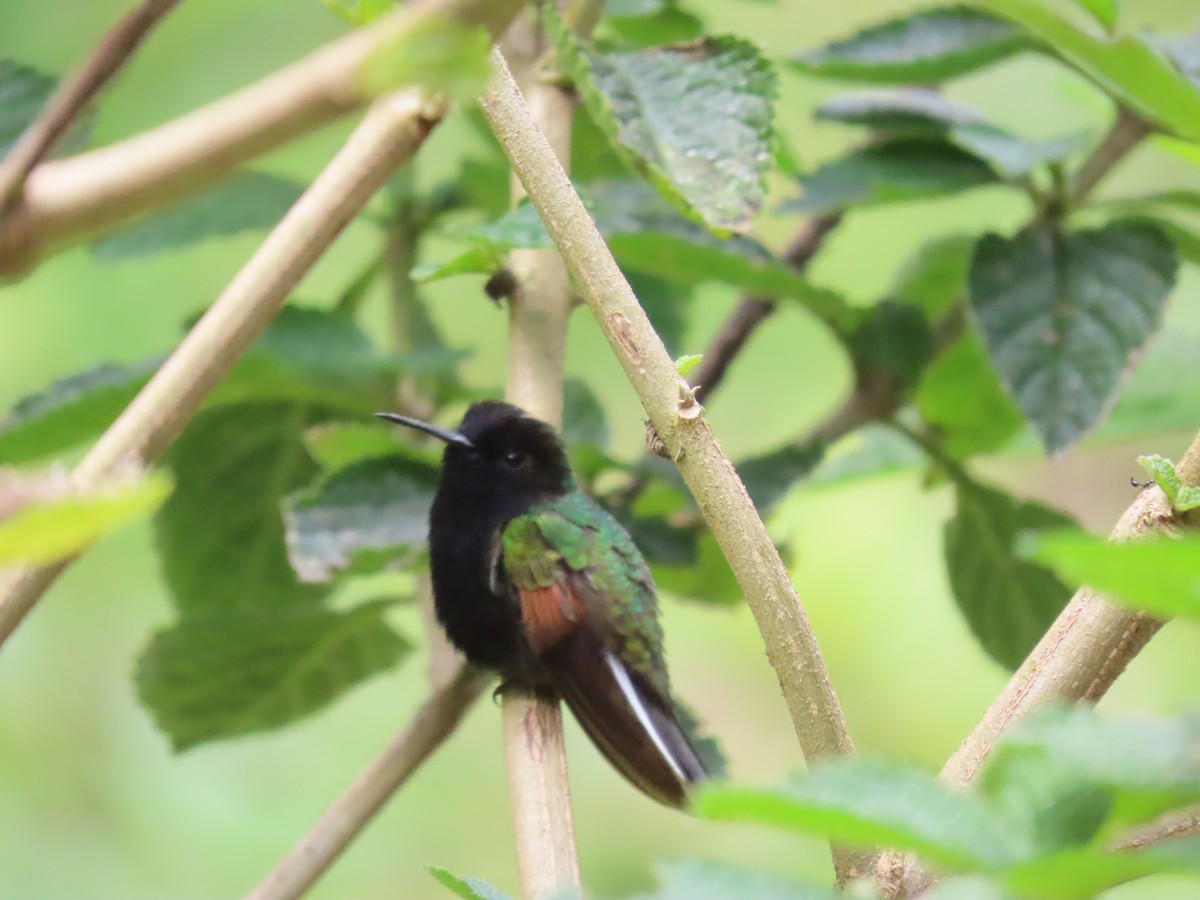 Black-bellied Hummingbird - ML619296579