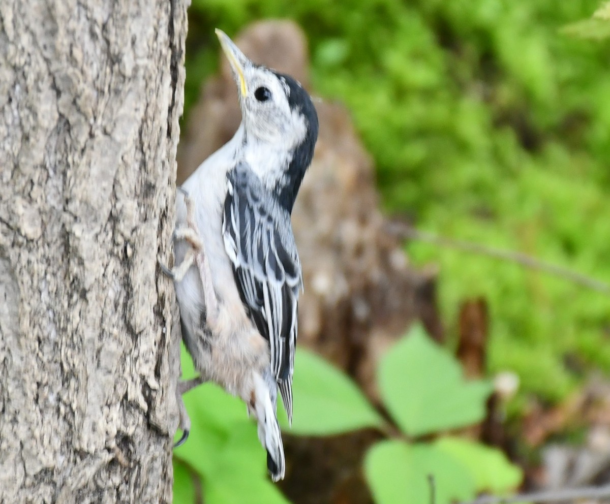White-breasted Nuthatch - ML619296612