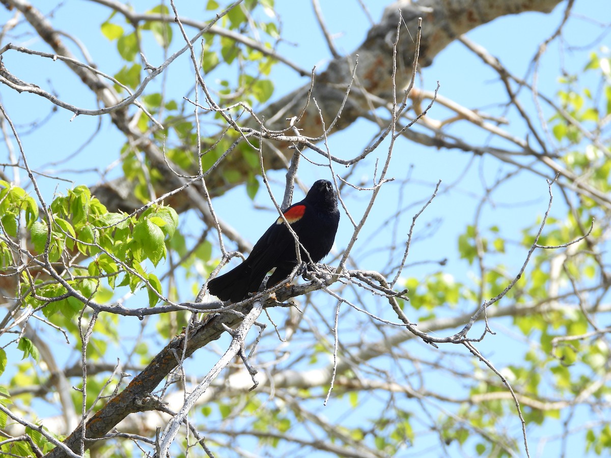 Red-winged Blackbird - ML619296618