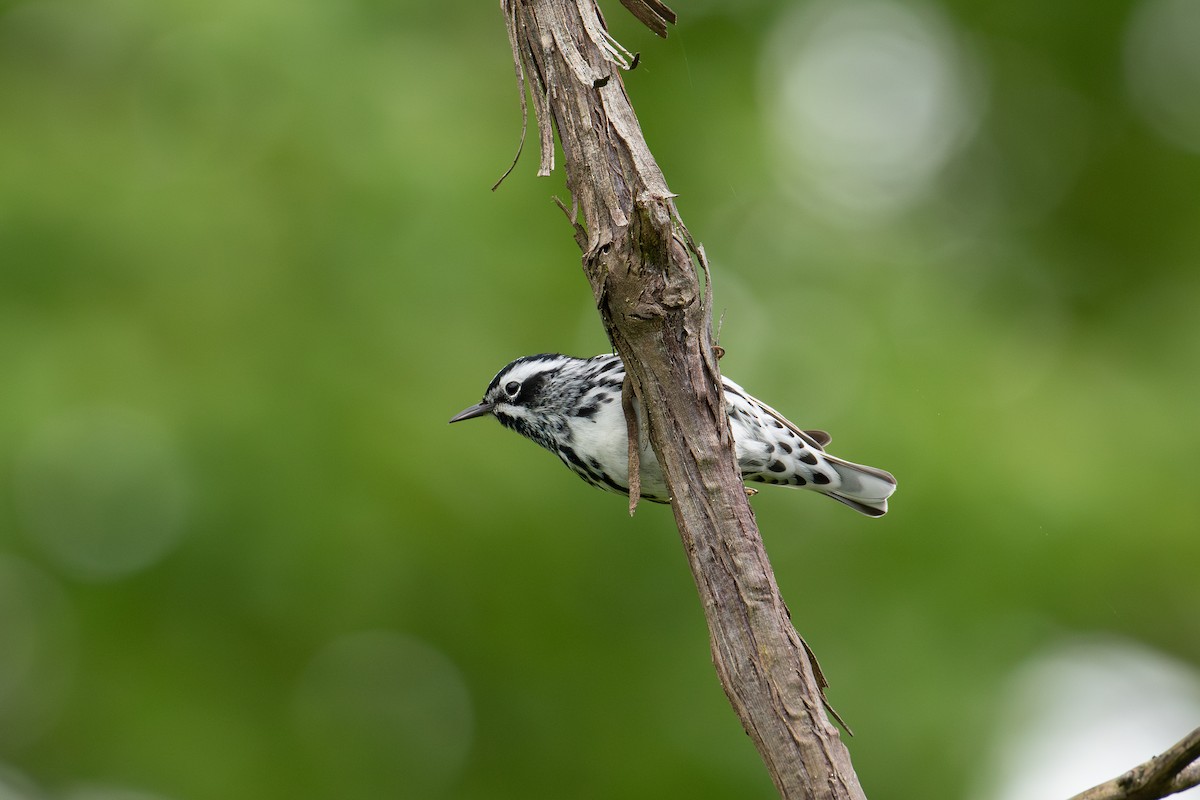 Black-and-white Warbler - ML619296742