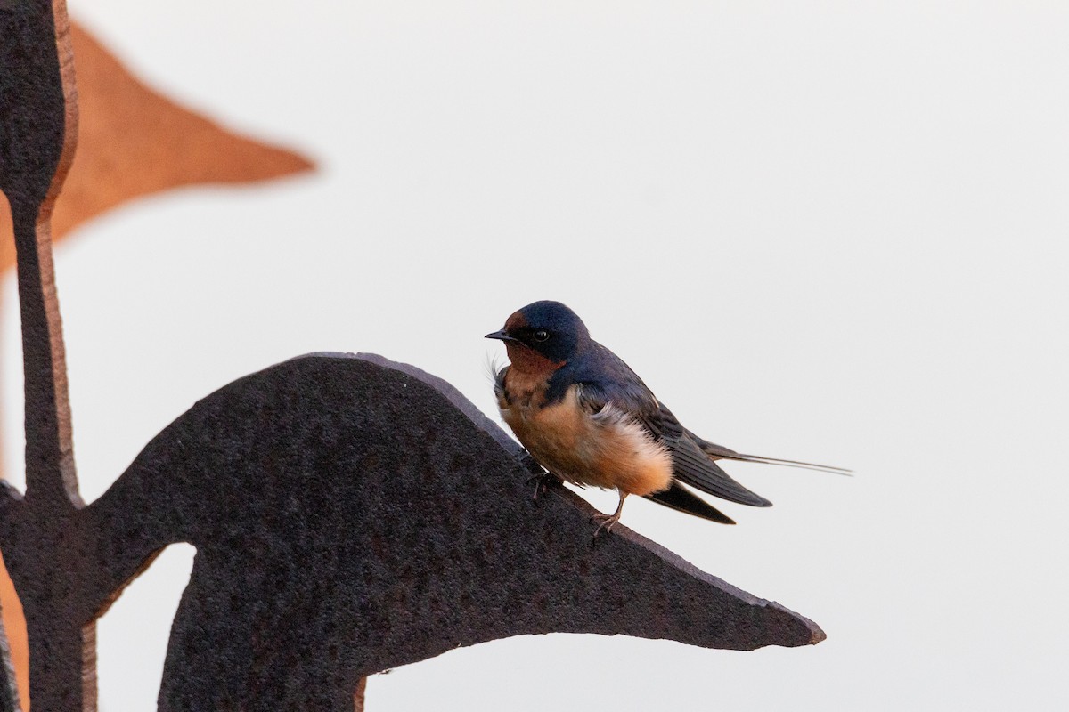 Barn Swallow (American) - ML619296850