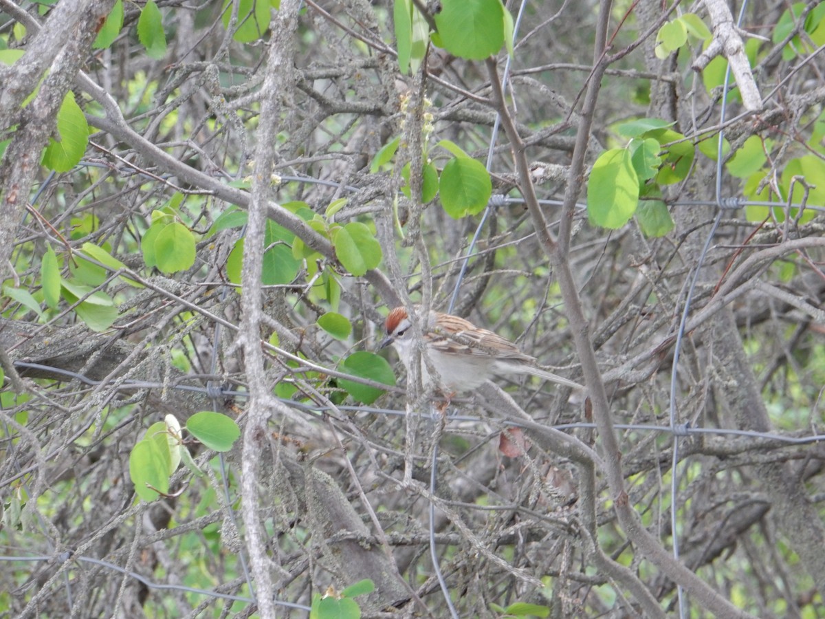 Chipping Sparrow - ML619296918