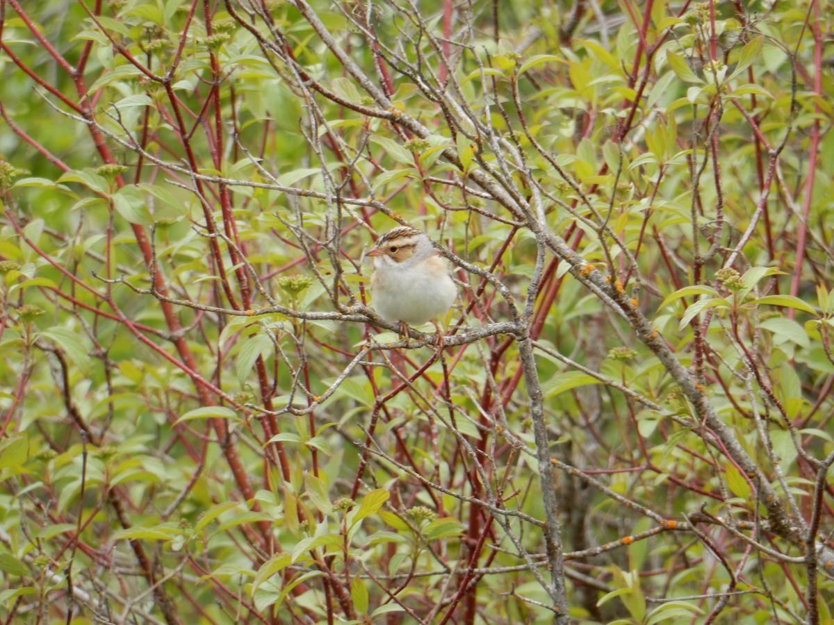 Clay-colored Sparrow - ML619296937
