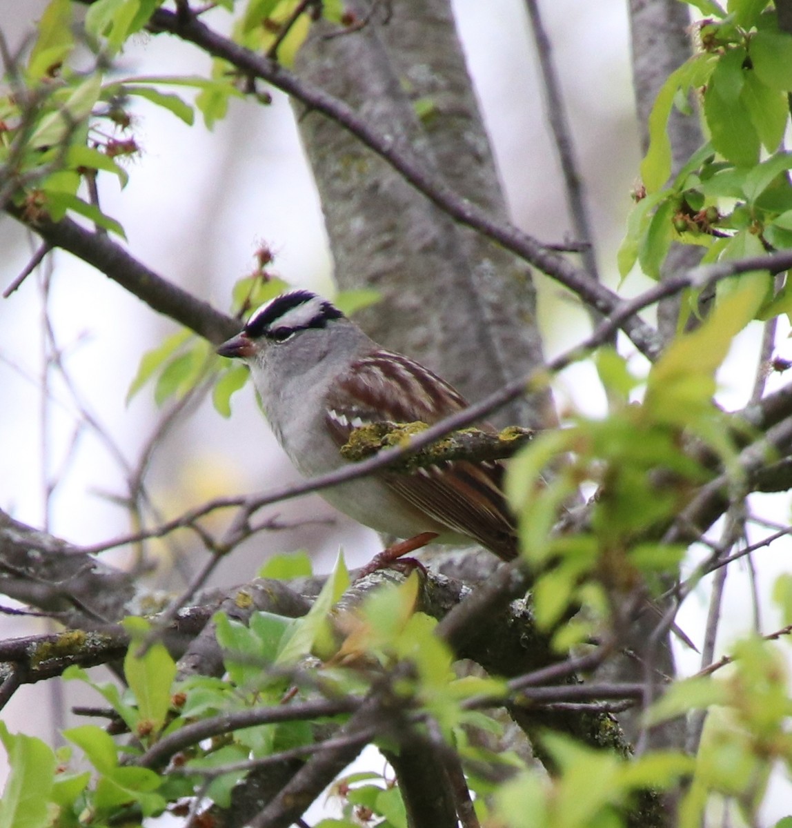 White-crowned Sparrow - ML619296949
