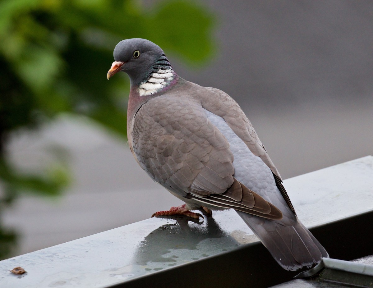 Common Wood-Pigeon - ML619296952