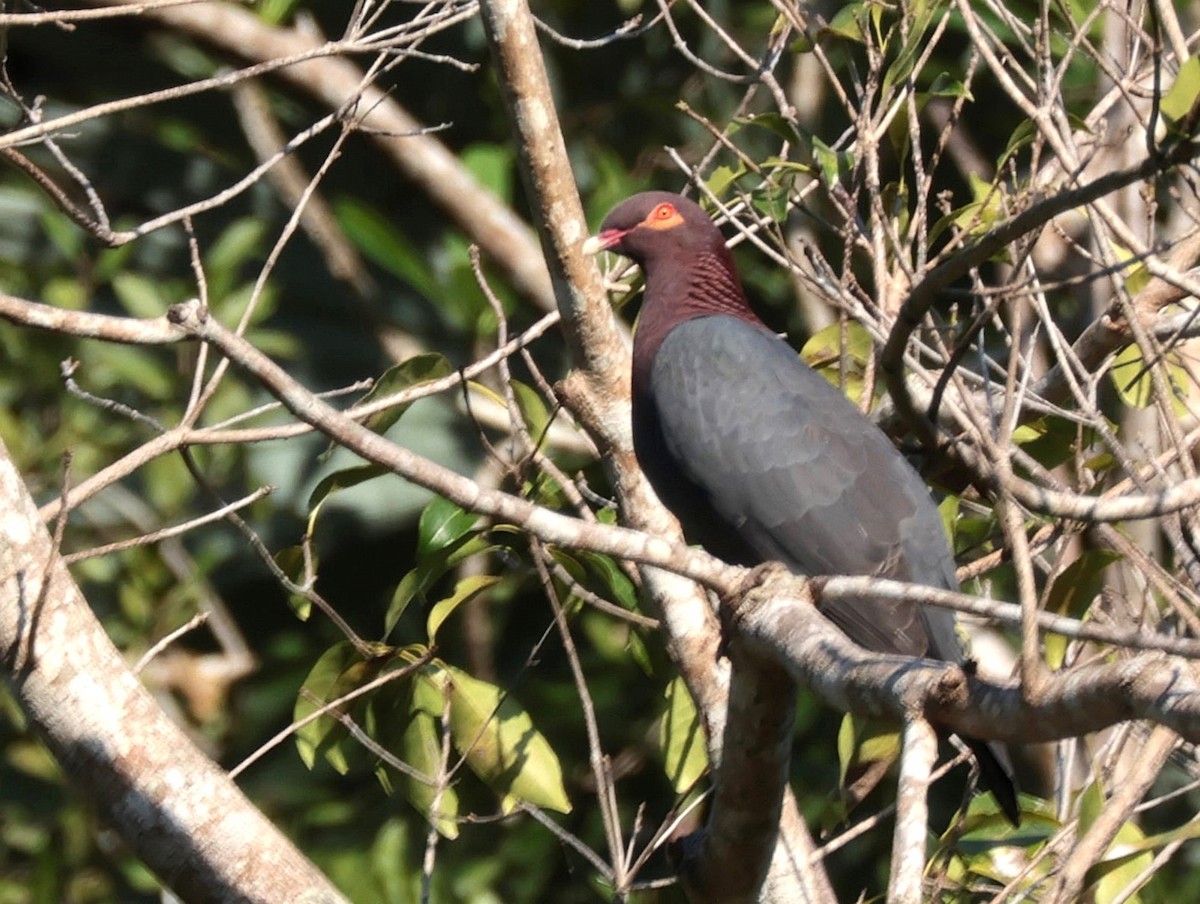Scaly-naped Pigeon - ML619297007