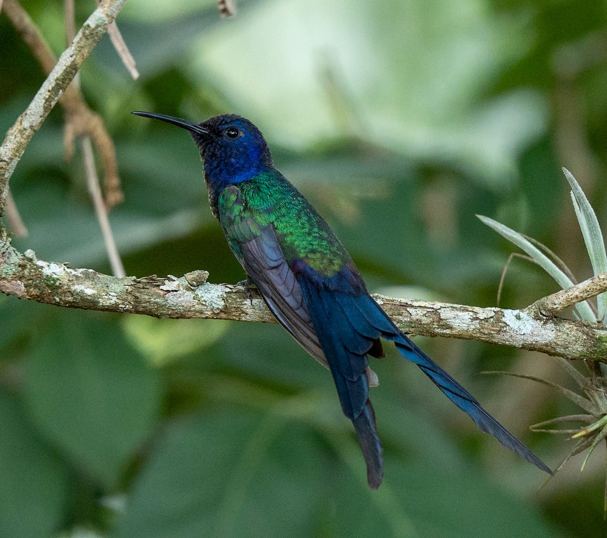 Swallow-tailed Hummingbird - ML619297043