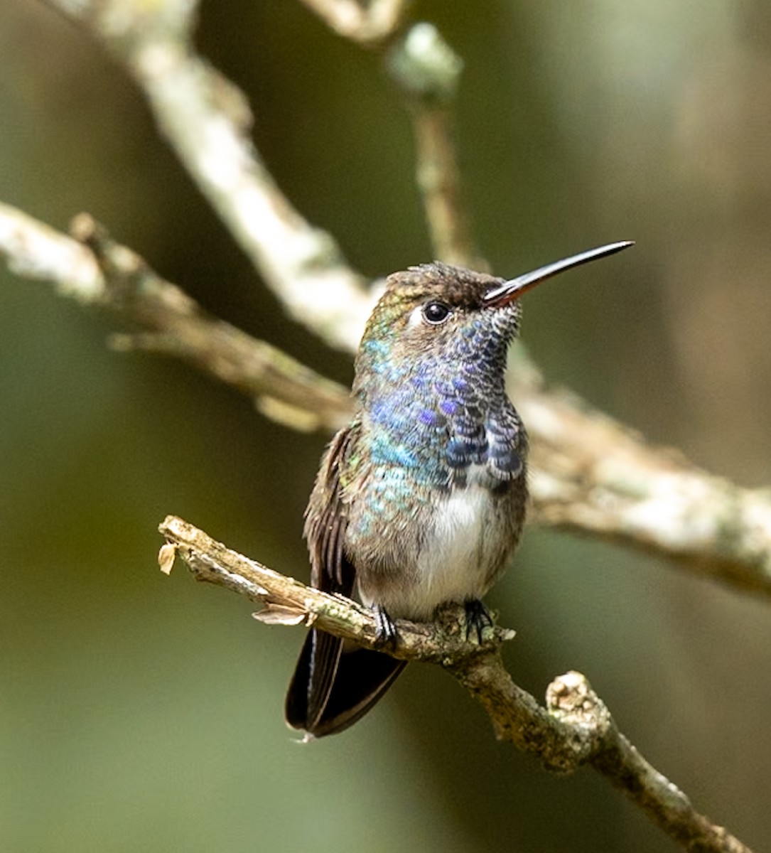 kolibřík safírový - ML619297045