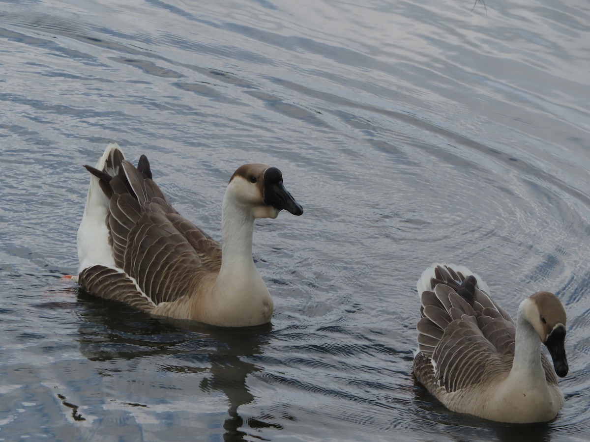 Swan Goose (Domestic type) - ML619297053