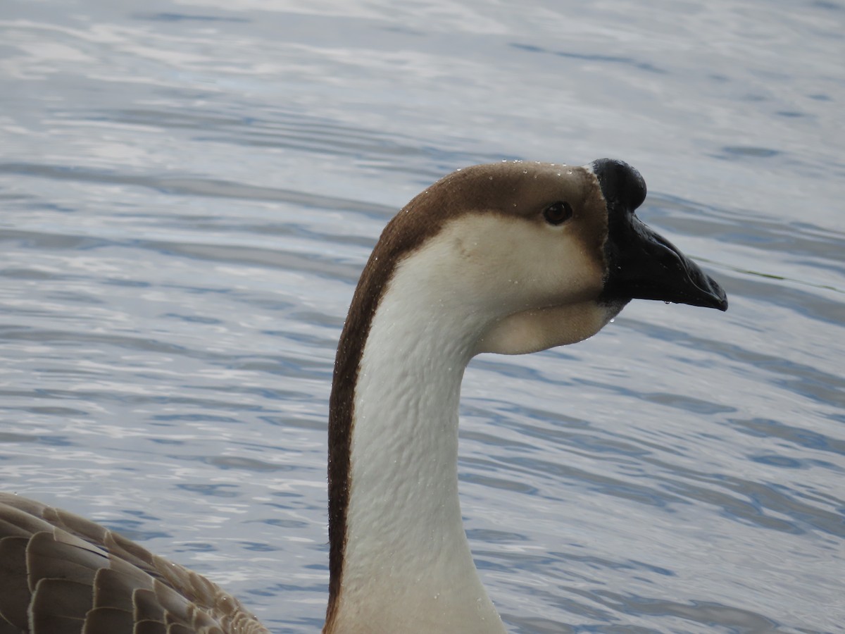 Swan Goose (Domestic type) - ML619297061